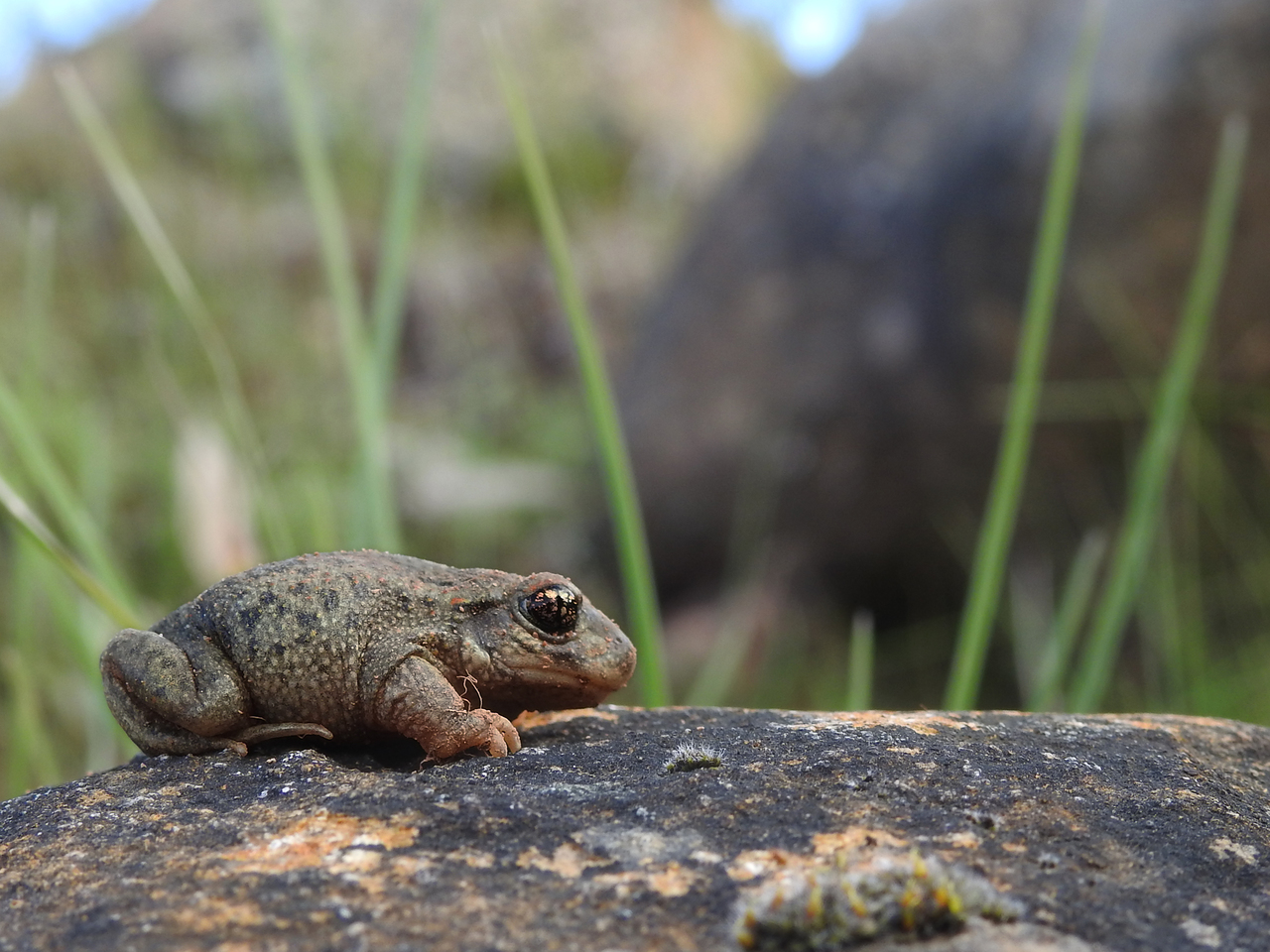 Niche models at inter and intraspecific levels reveal hierarchical niche differentiation in midwife toads