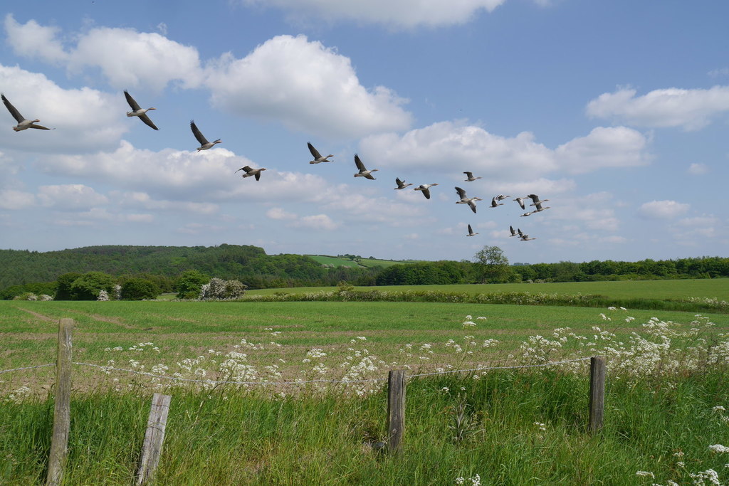 Recruiting for focus group participants: Engaging young people to monitor farm wildlife