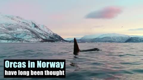 Eating seals means Norwegian orcas are at higher risk from pollution than previously assumed
