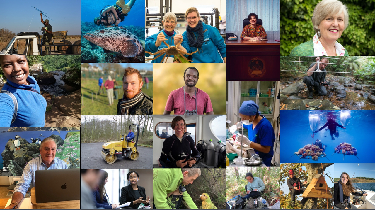 Webinar | How to apply for any conservation job