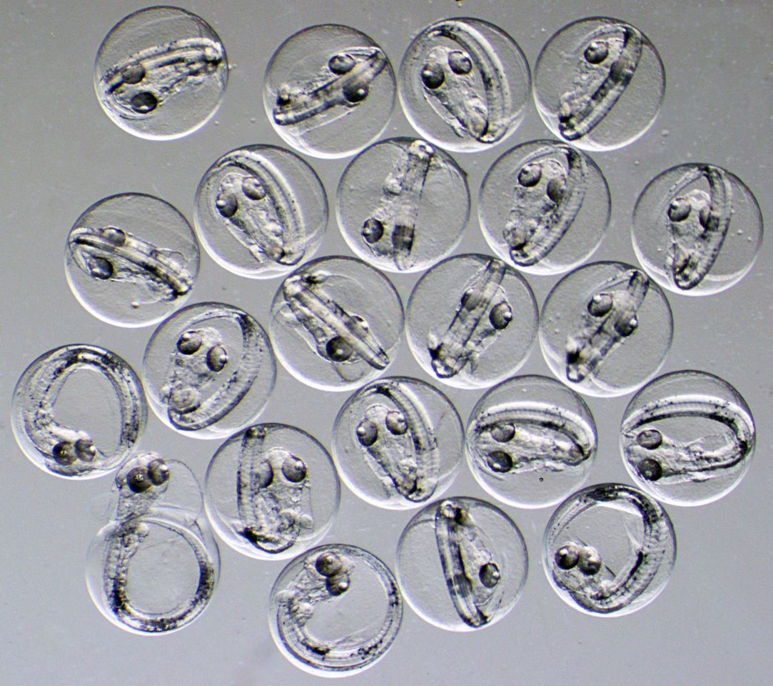 How warm is too warm for fish to spawn? Research Communities by