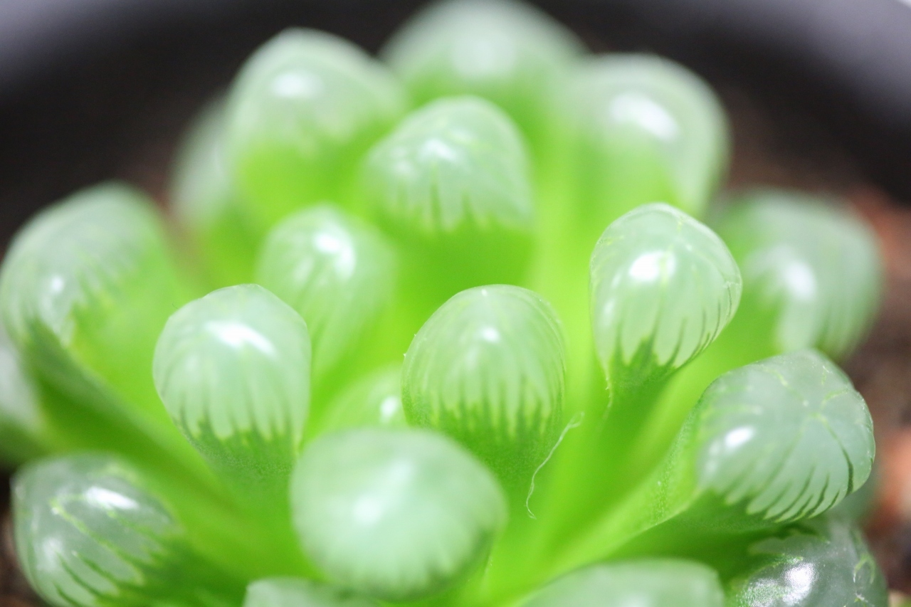 Living things give us some interesting insights to achieve SDGs