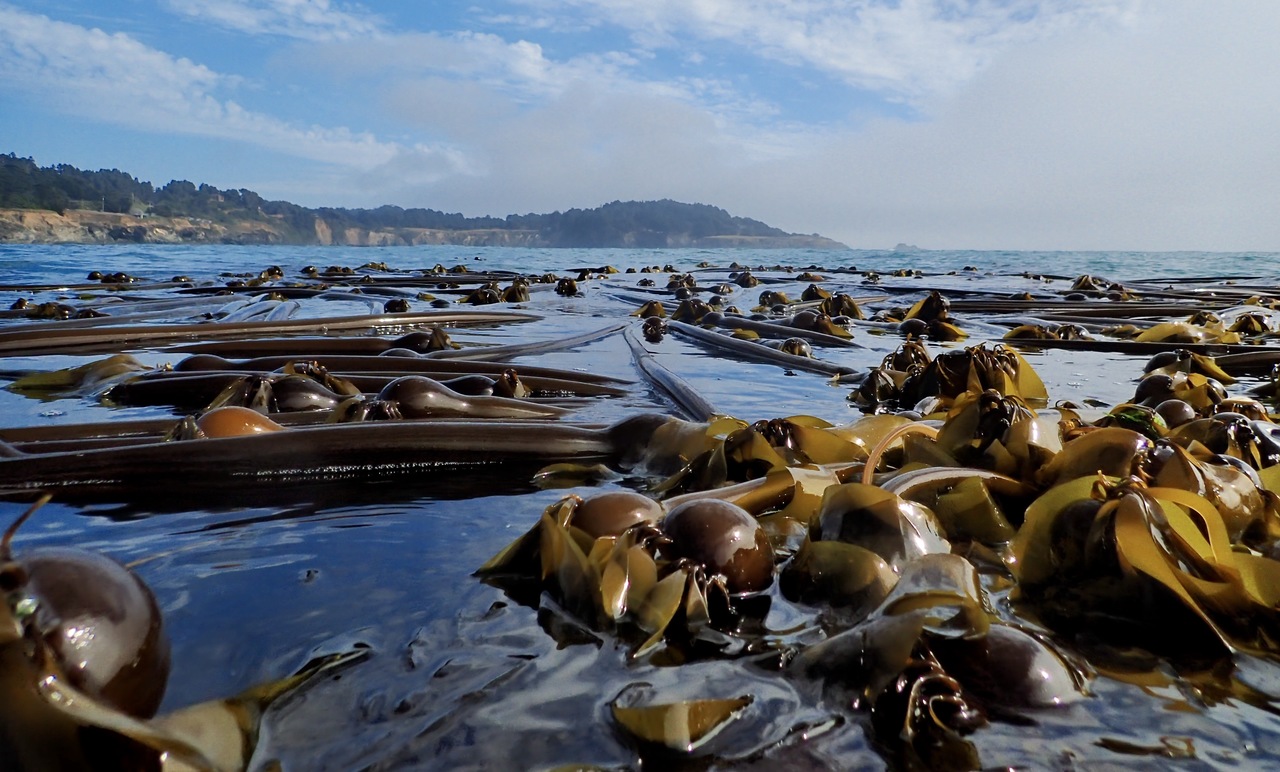 Between two fronds: Do fragmented kelp forest canopies retain their ability to alter local seawater chemistry?