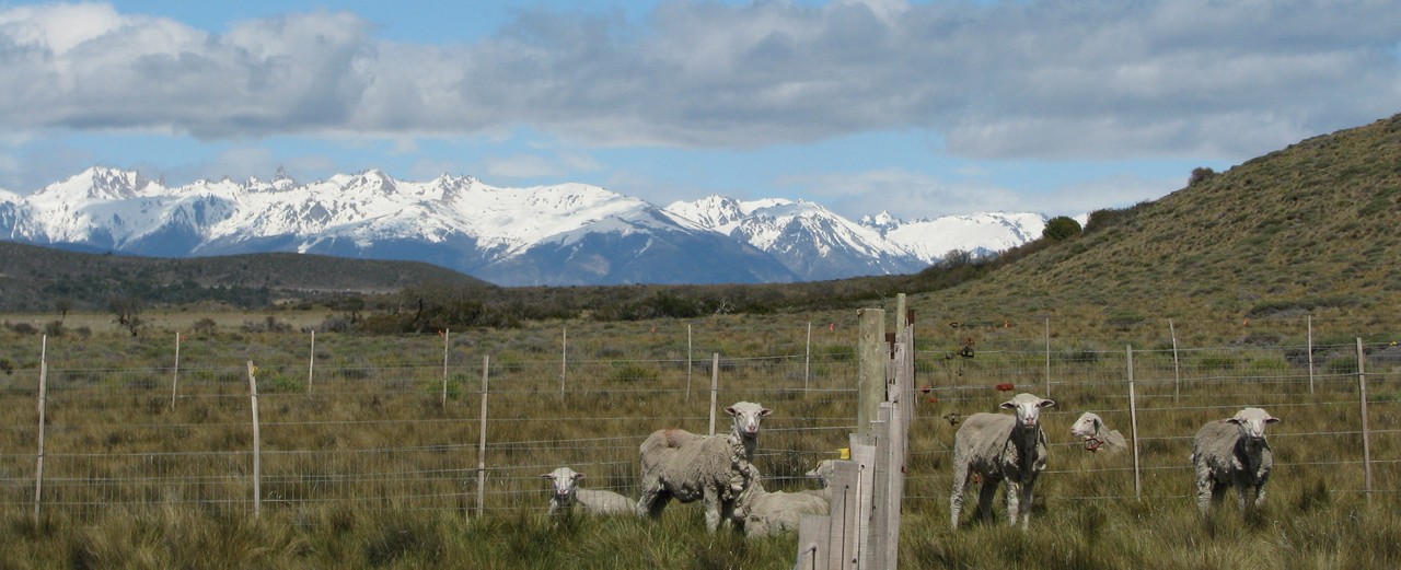 How to control the spread of invasive trees? Sheep might be the answer