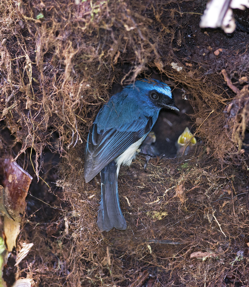 Longer-lived tropical songbirds reduce breeding activity as they buffer impacts of drought 