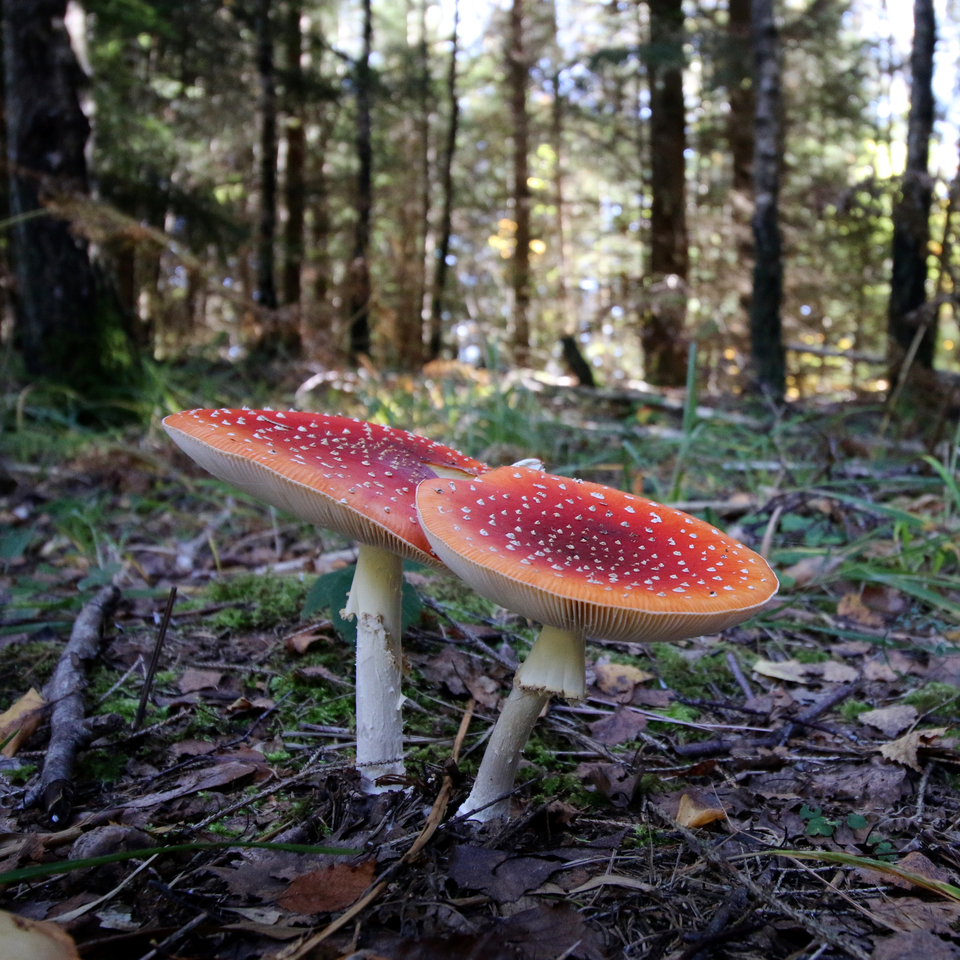From Mushroom Picking to Genome Crunching