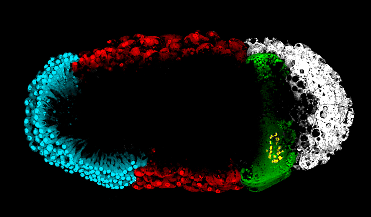 A long road to Major Transitions 