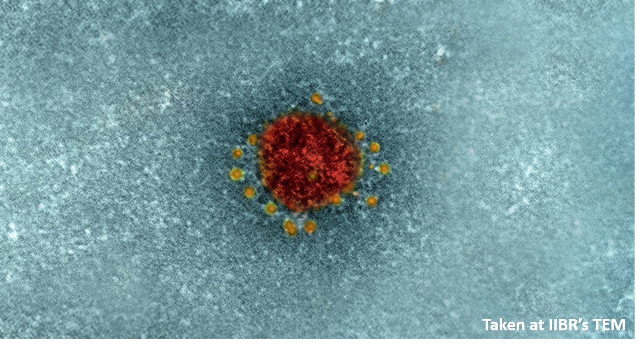 Tiger team: a panel of human neutralizing mAbs targeting SARS-CoV-2 spike at multiple epitopes