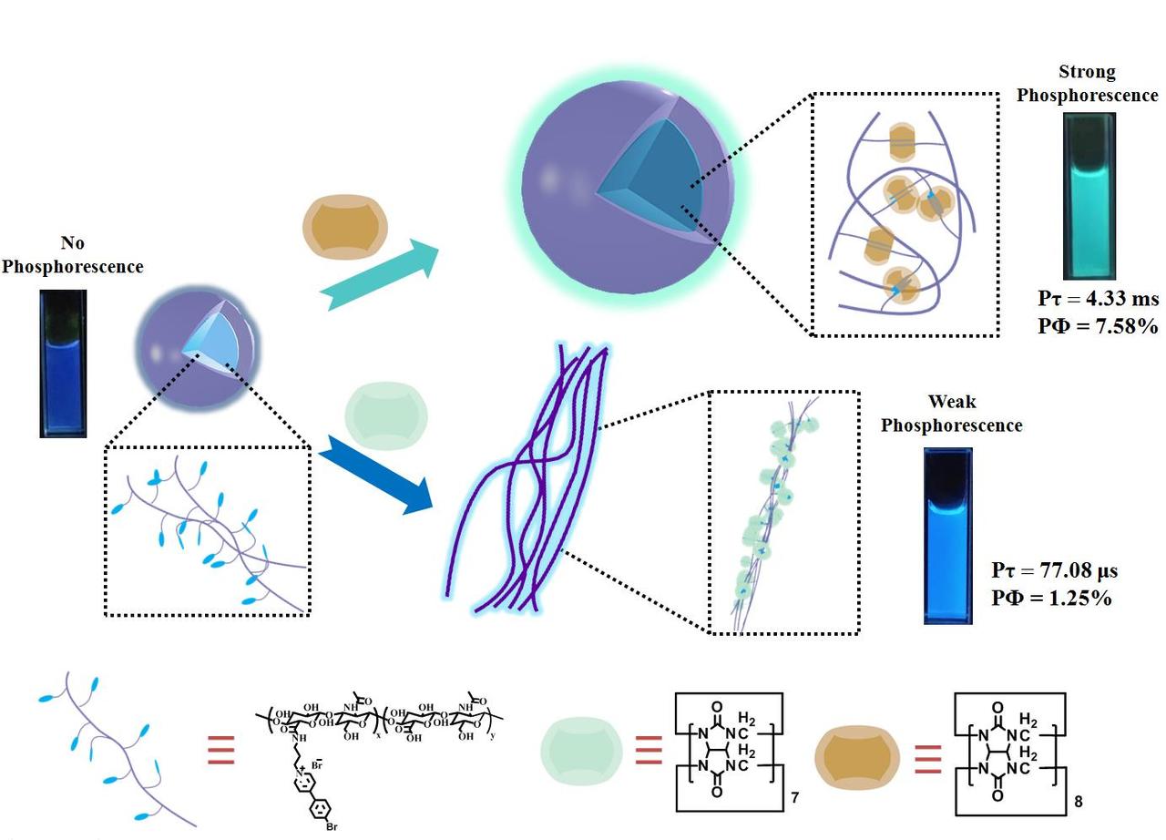 Ultralong Purely Organic Aqueous Phosphorescence Supramolecular Polymer for Targeted Tumor Cell Imaging