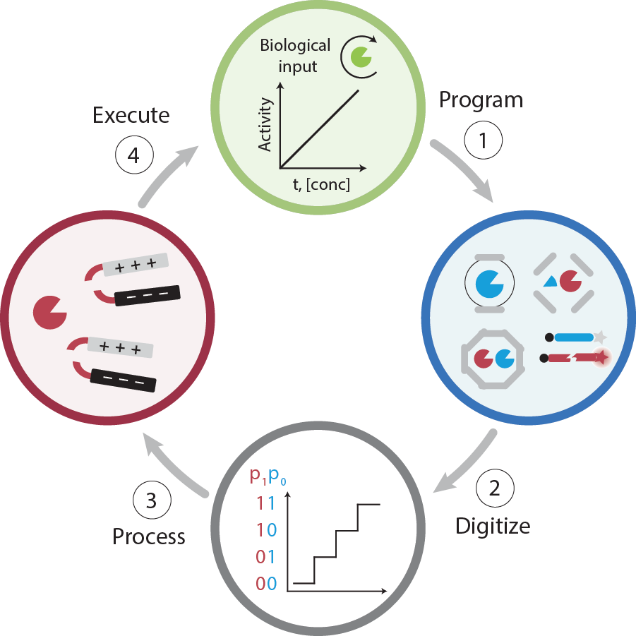 Parsing biological information with activity circuits