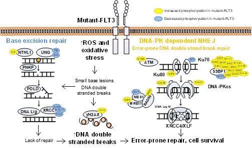 Phosphoproteomic profiling in leukaemia illuminates treatment targets that are invisible to genomics, but how do we bring them to the clinic...