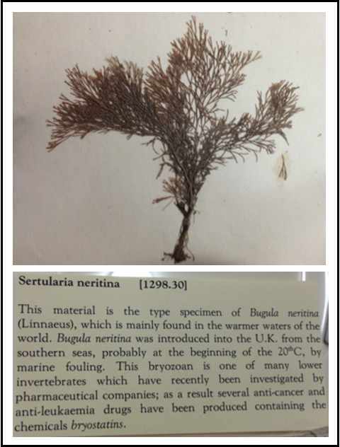 Sequencing the first nuclear genome of a marine bryozoan