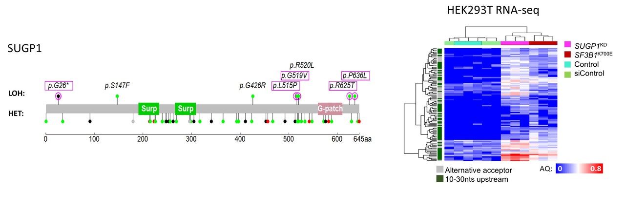 Genetic alterations of SUGP1 mimic mutant-SF3B1 splice pattern in lung adenocarcinoma and other cancers