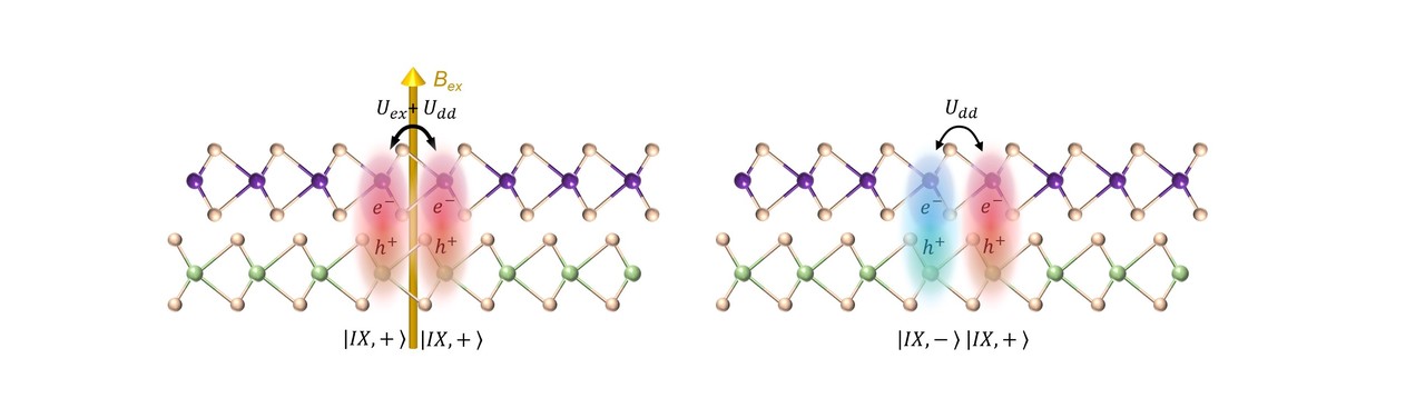 Magnetic field begins to see the light in 2D materials