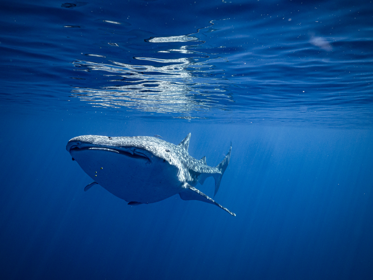 Lessons learned from starting my own conservation organisation