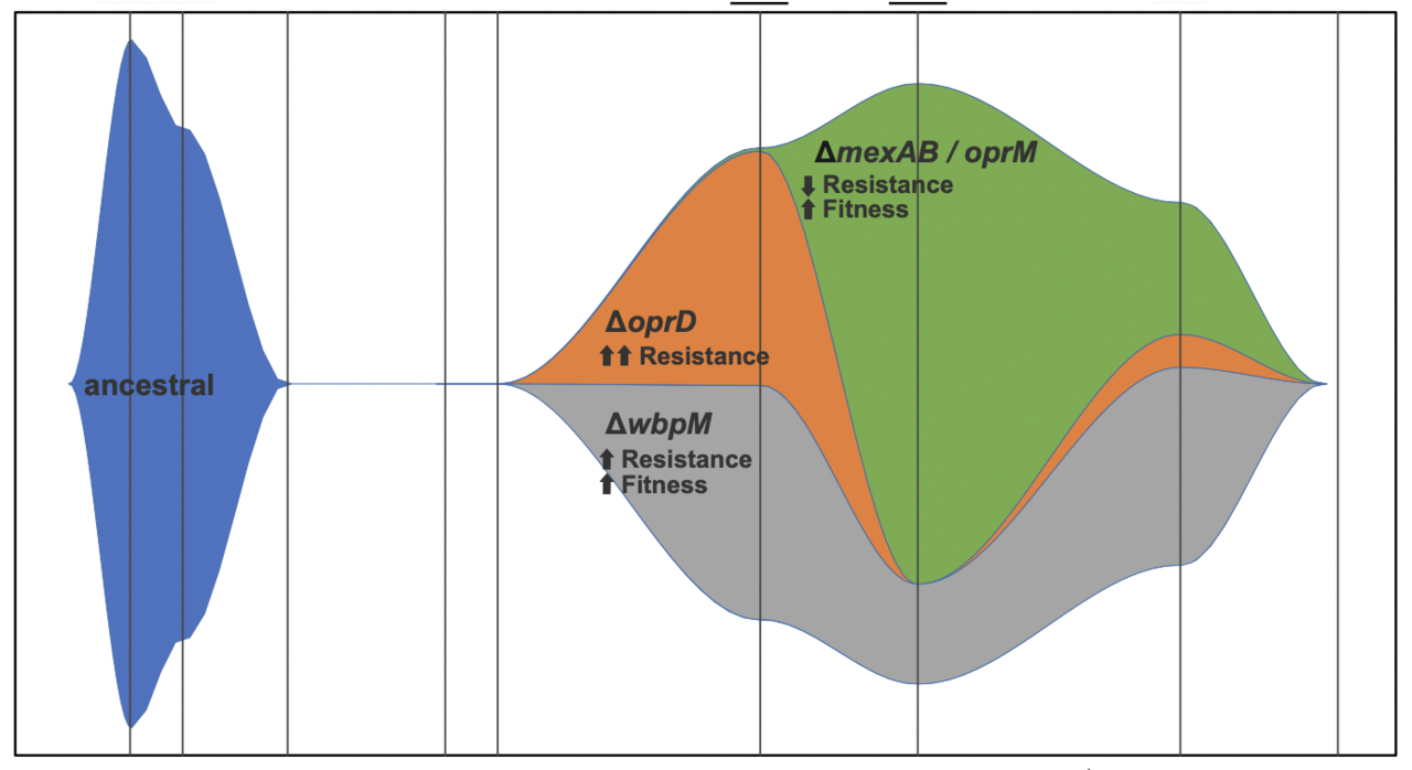 Rapid evolution and host immunity drive the rise and fall of antibiotic resistance during an acute infection