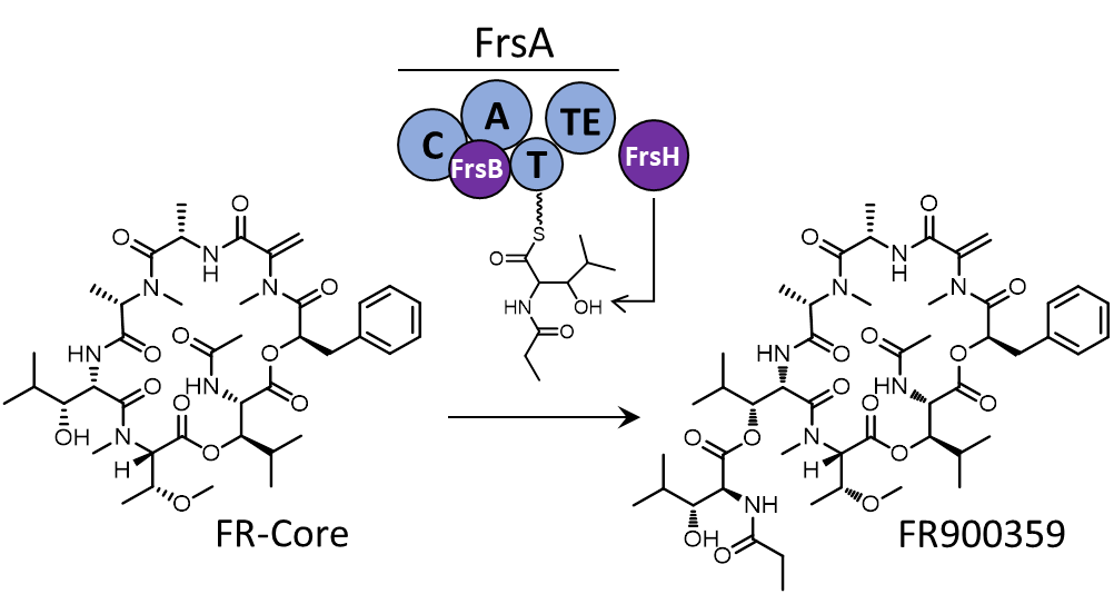 Thioesterase-mediated Side Chain Transesterification Generates Potent Gq Signaling Inhibitor FR900359