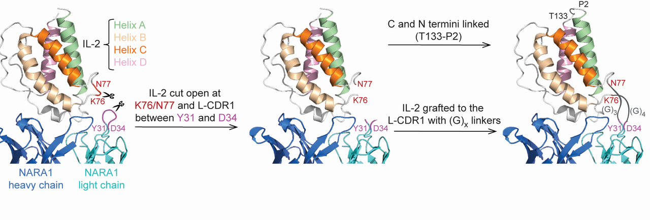 Next generation of IL-2 complexes 