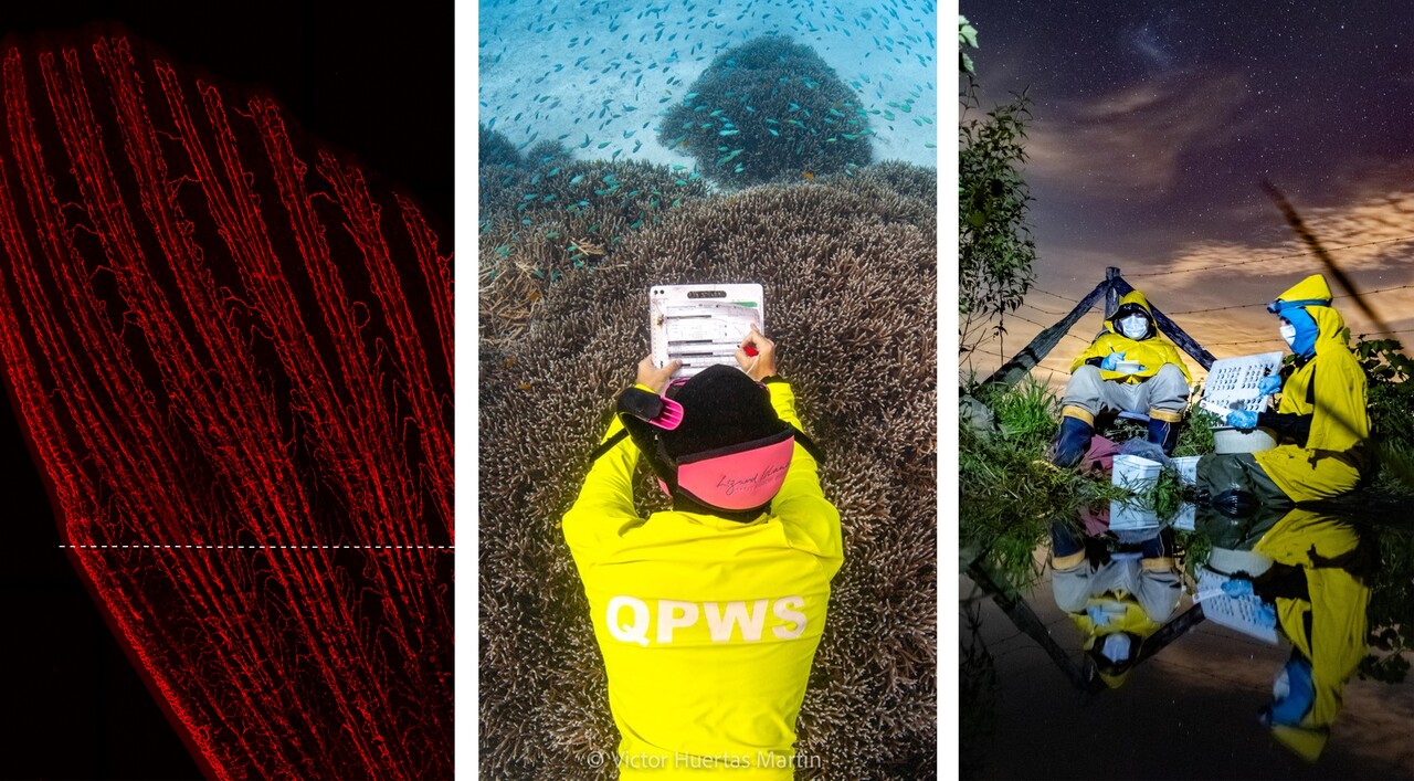 Call for Entries: 2026 BMC Ecology and Evolution & BMC Zoology Image Competition