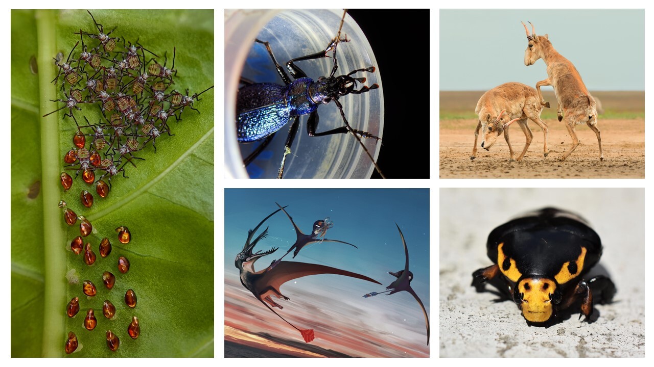 2025 BMC Ecology and Evolution and BMC Zoology Image Competition: The Winning Images