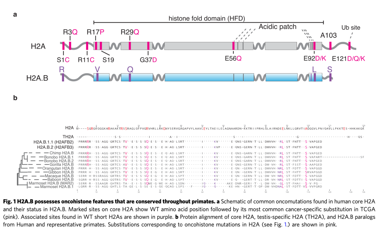 Short Histone H2A Variants are Expressed in Cancer