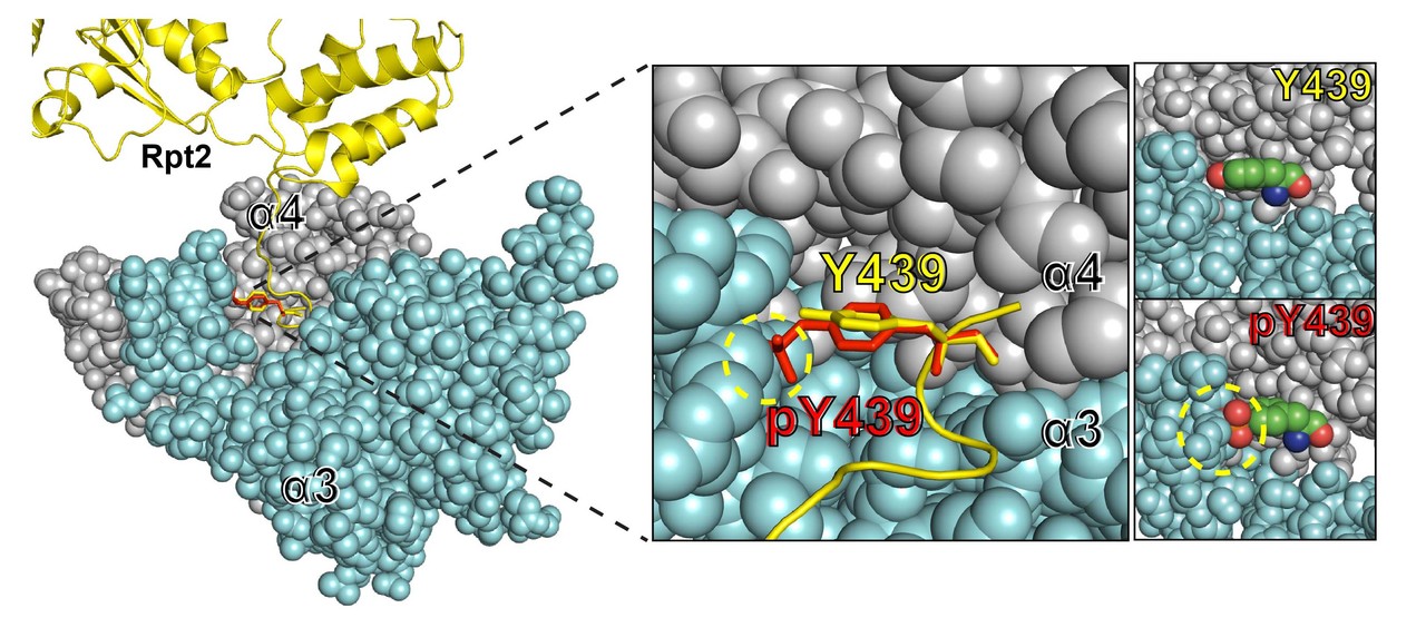 Proteasome tyrosine phosphorylation at the membrane