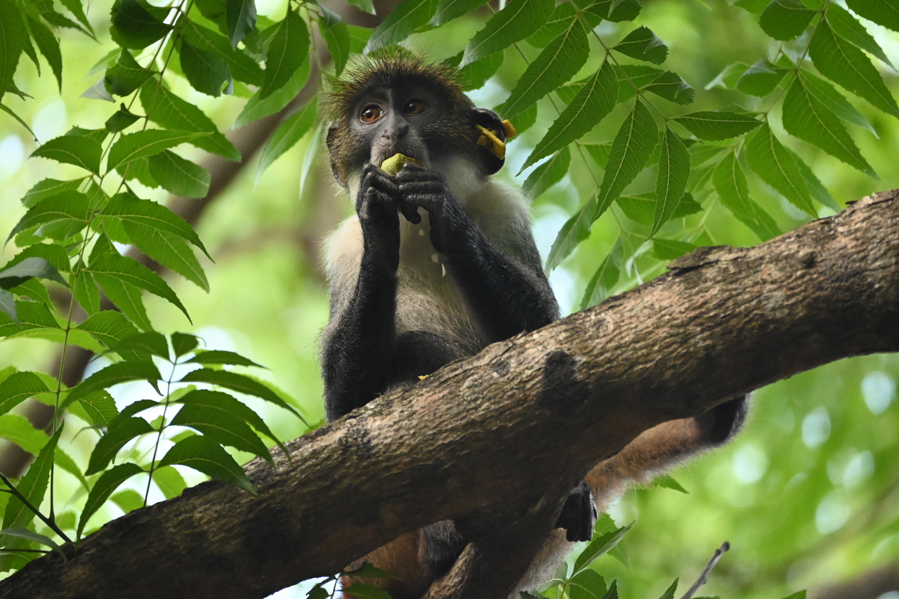 Giulia - Engaging Stakeholders 