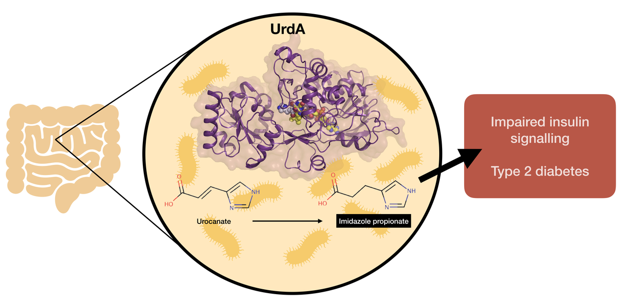 Structural details of a bacterial enzyme related to human disease