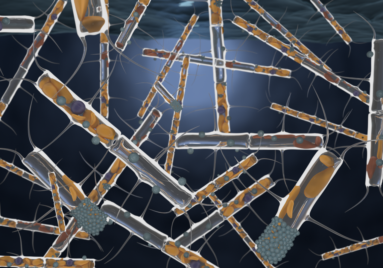 Parasites in the plankton are not all bad news