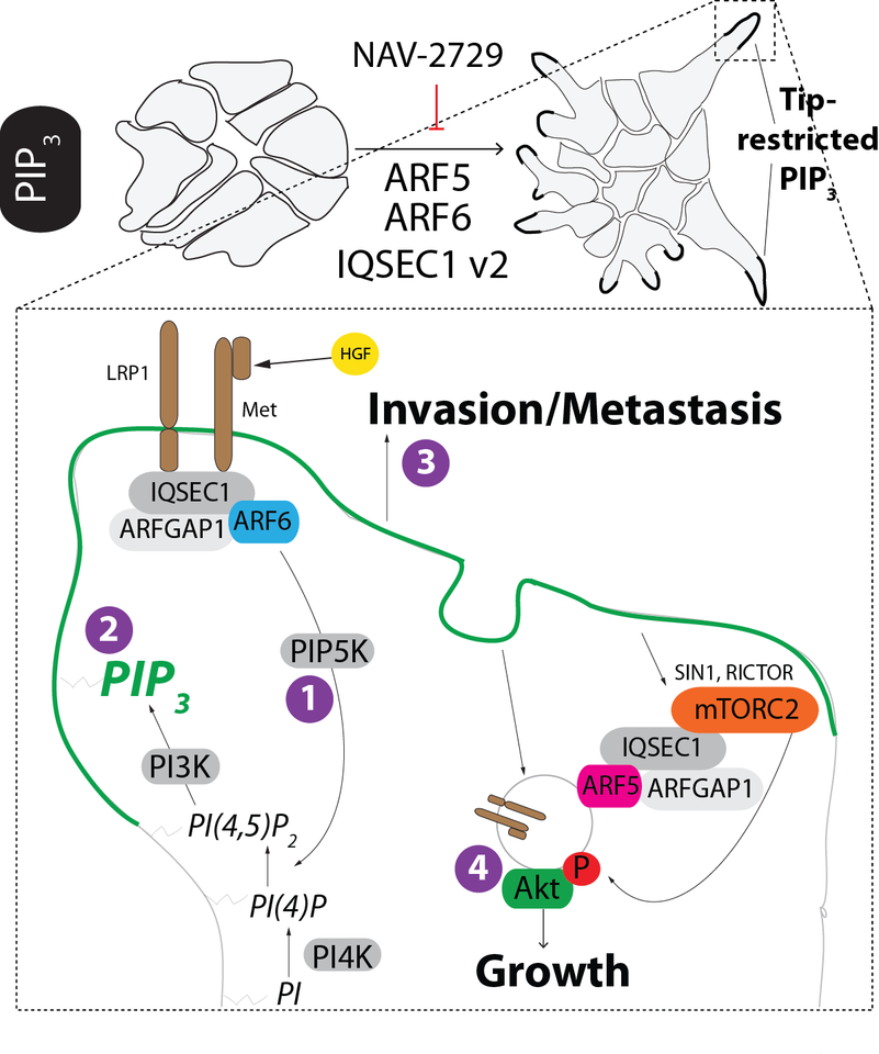 An ARF GTPase module promoting invasion and metastasis through regulating phosphoinositide metabolism