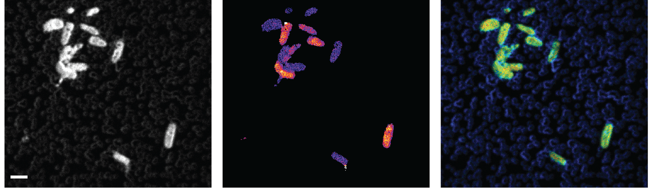 Quantifying polysaccharide uptake by marine bacteria, one cell at a time