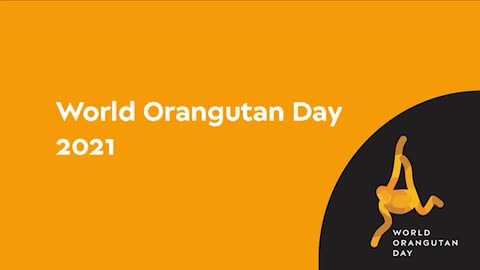 Happy World Orangutan Day 2021