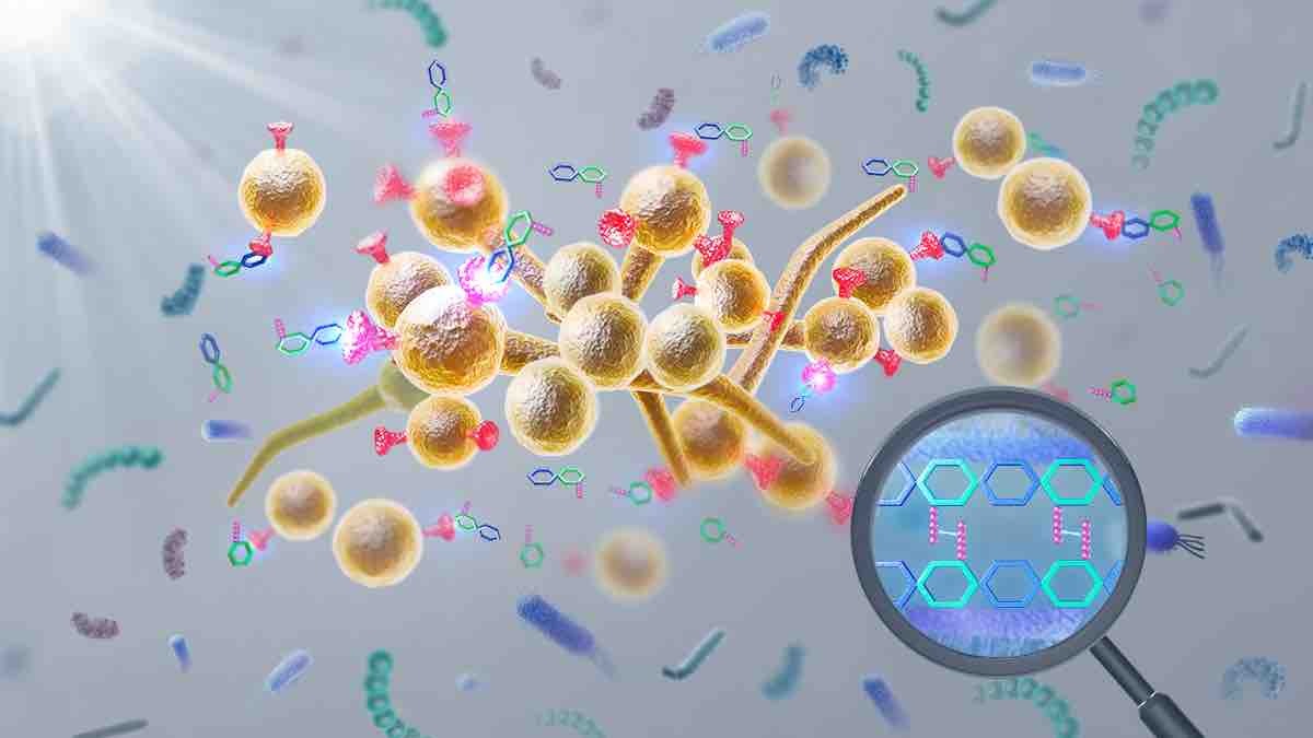 Candida albicans Ssy1 as the extraceullar sensor of gut microbiota-derived peptidoglycan fragments (PGNs)