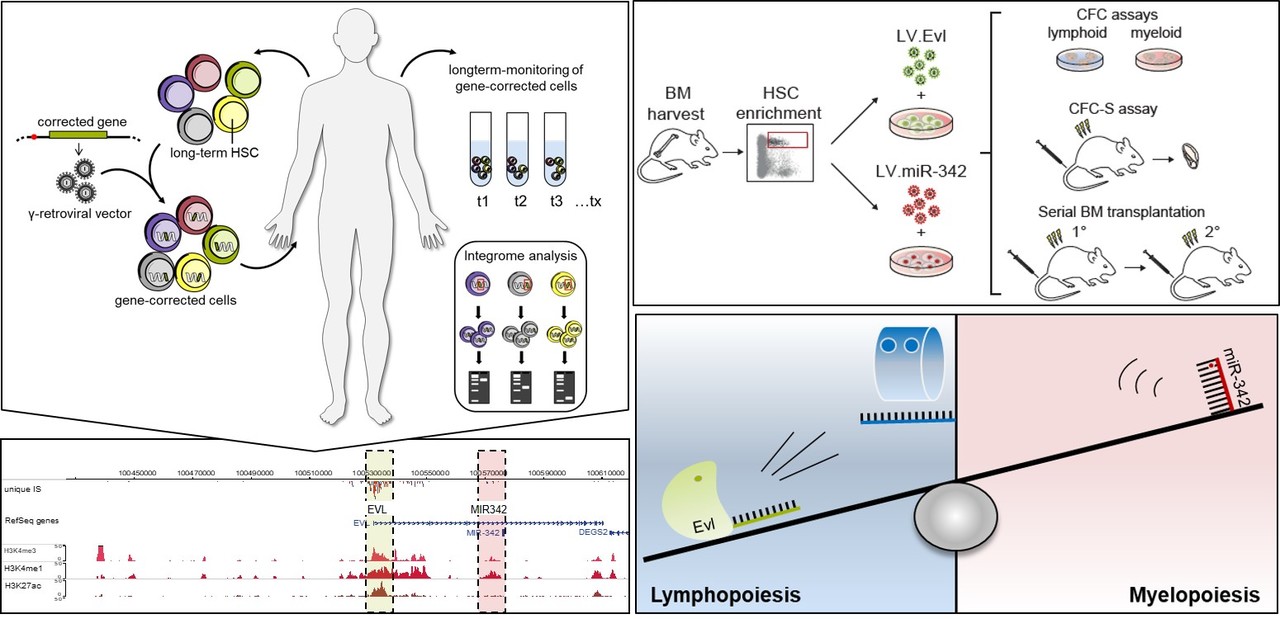 How an intronic miRNA swings the decision of host gene driven lineage determination