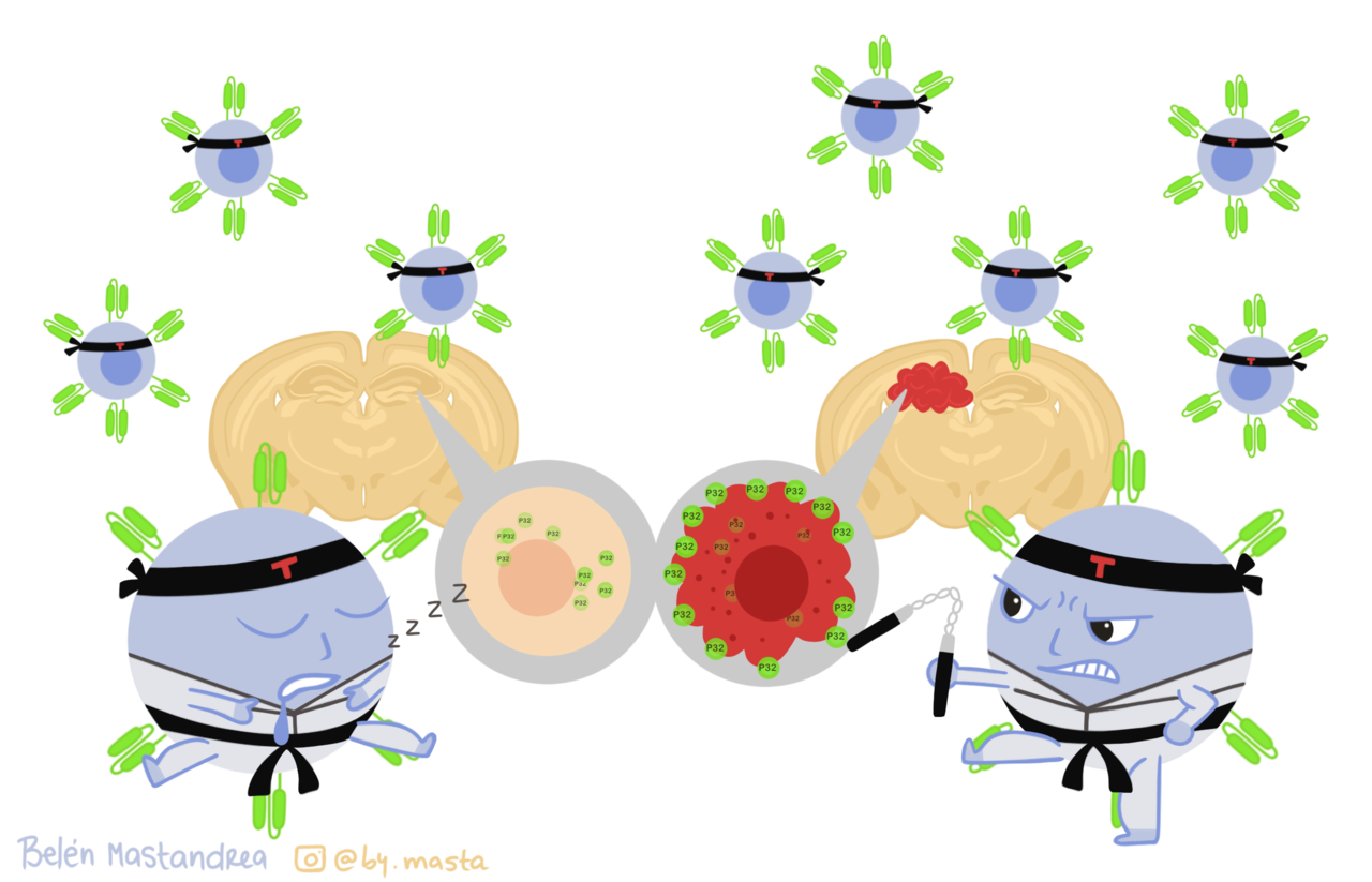 P32-specific CAR T cells with dual antitumor and antiangiogenic therapeutic potential in gliomas