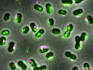 Revving and stalling the engine: new mechanisms of type IV pilus extension regulation