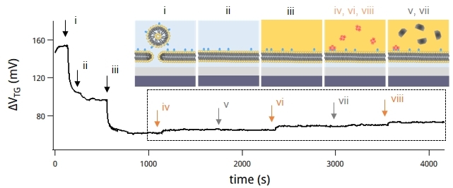 Ionic contrast across a lipid membrane for Debye length extension:  towards an ultimate bioelectronic transducer