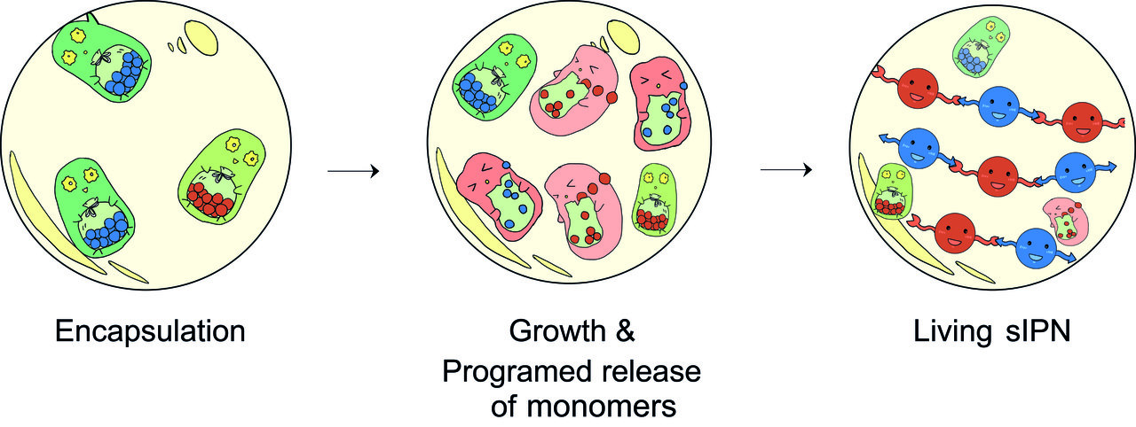A living and functional semi- interpenetrating polymer network material fabricated by engineered bacteria