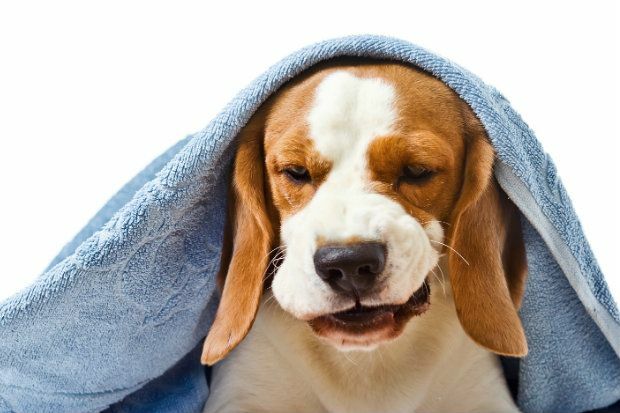 Can a dog use this human medicine?