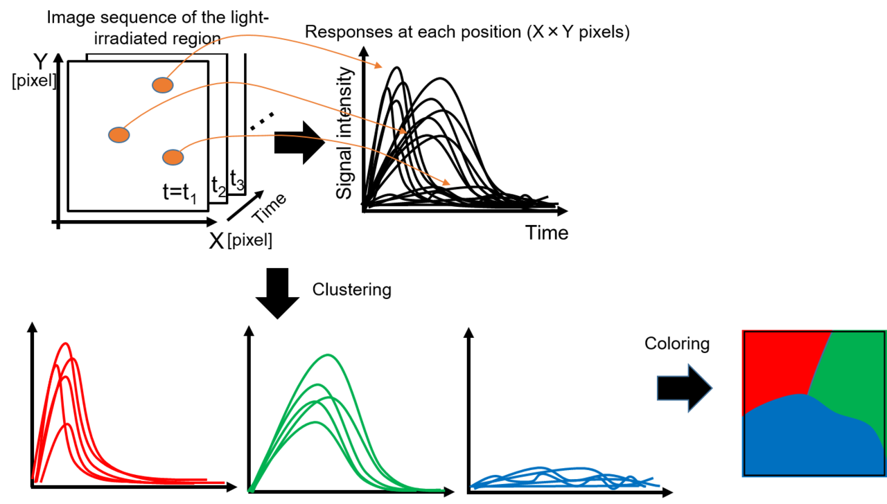 Visulalization of charge transport in photocatalytic water splitting