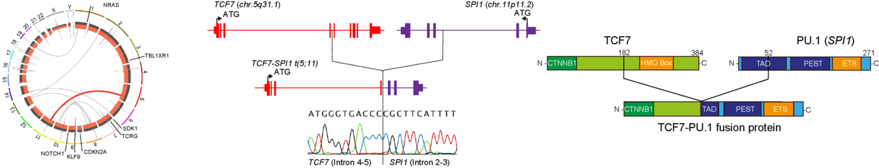 The SPI1 who loved me: A double agent in leukemia