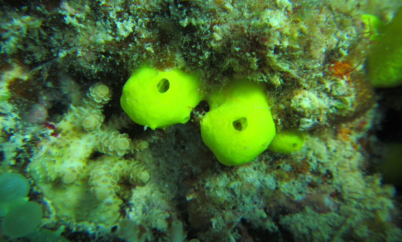 Bacterial partners and host defenses may define the fate of marine