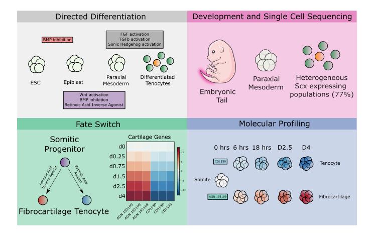 Transcriptional profiling of mESC-derived tendon and fibrocartilage cell fate switch
