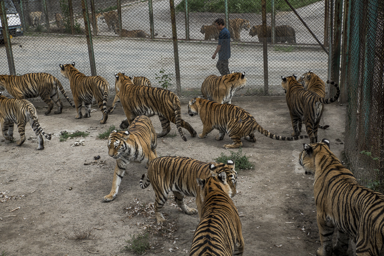 Holland is calling: tiger-centric specialism