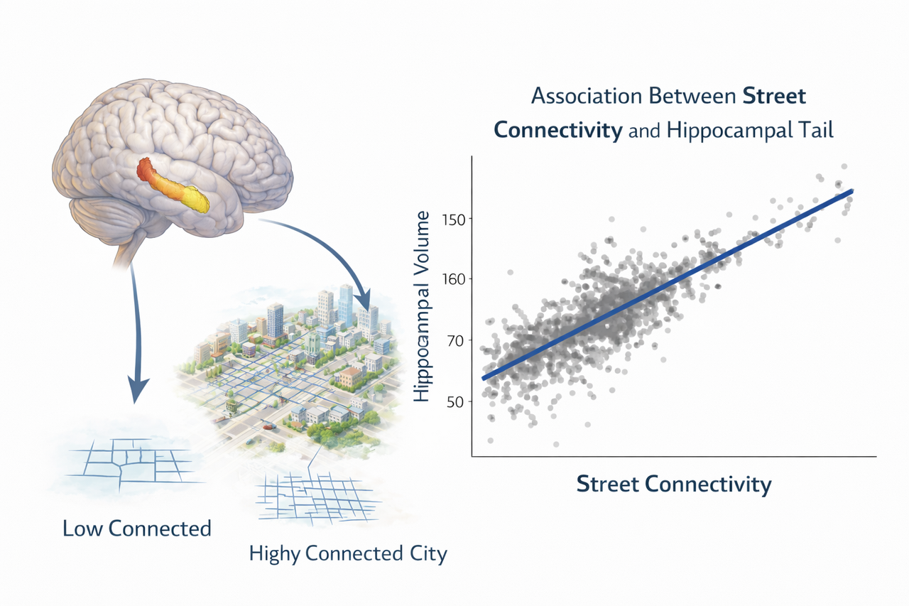 How city design may shape the ageing hippocampus?