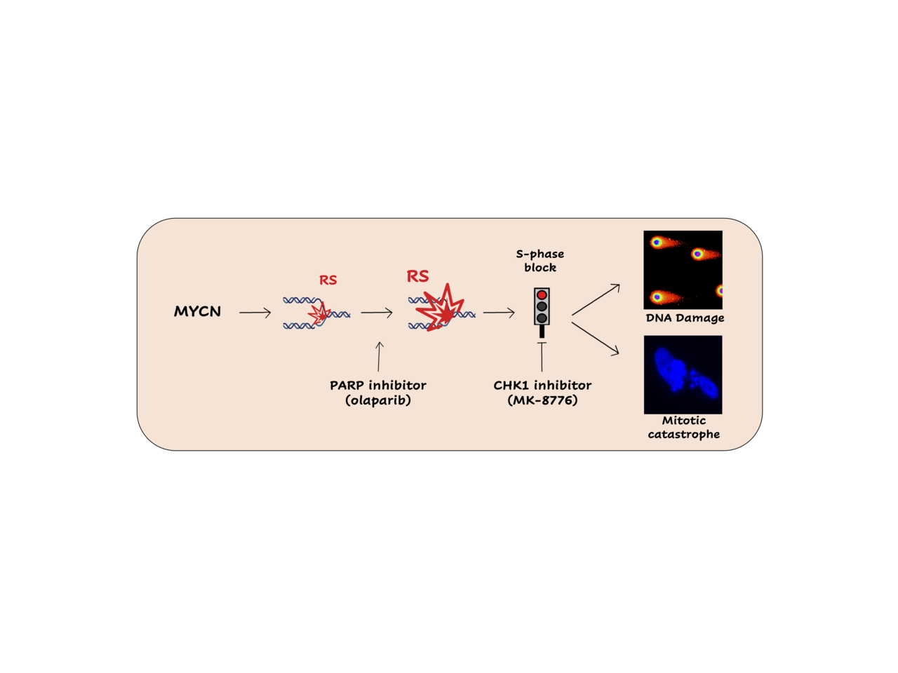 A combination of PARP and CHK1 inhibitors efficiently antagonizes MYCN-driven tumors