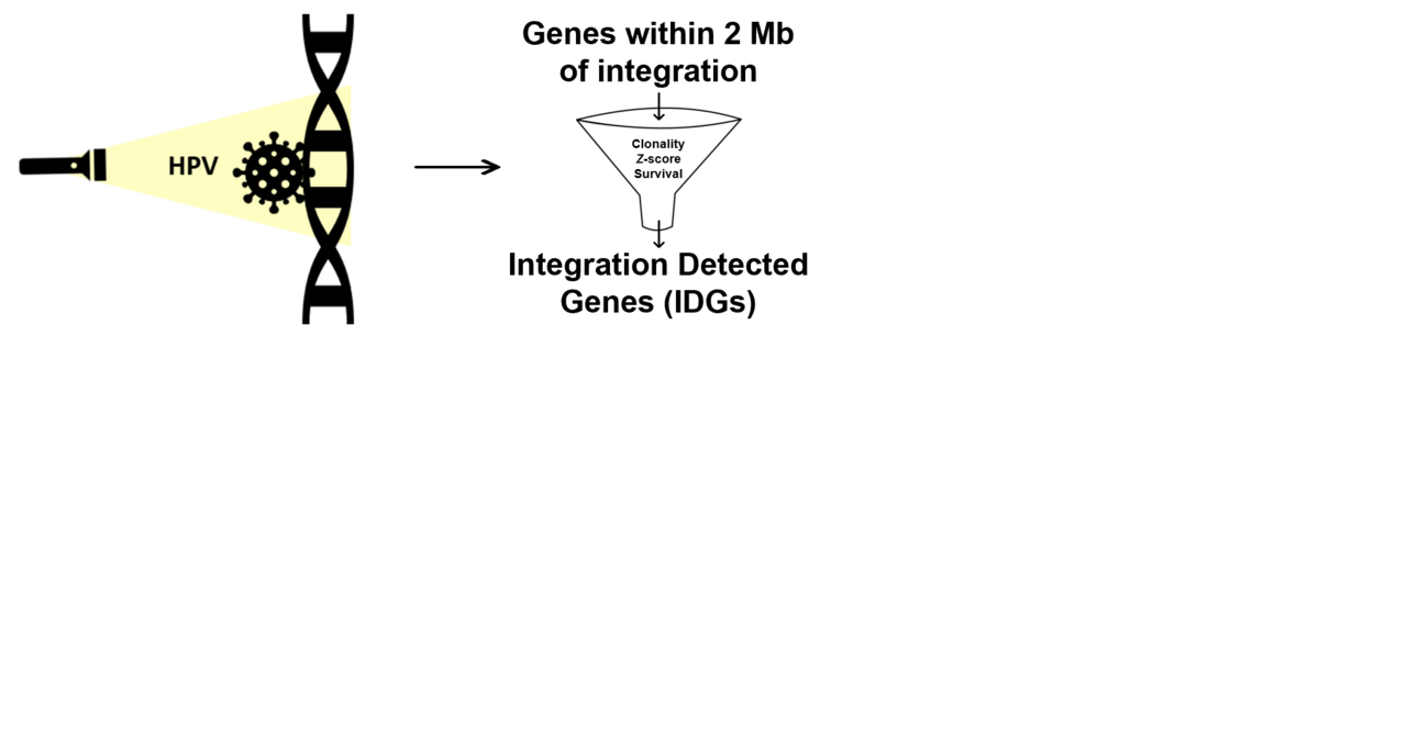Integration Detected Genes:  Using sites of HPV integration to illuminate novel cervical cancer target genes