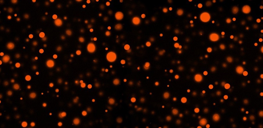 Highly active enzymes in protein-crowded droplets 