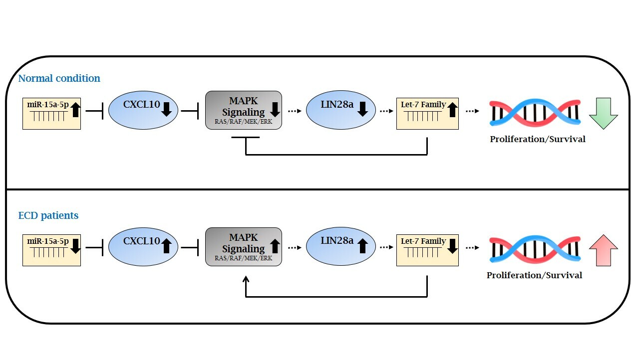 MicroRNA-15a-5p acts as a tumor suppressor in histiocytosis by mediating CXCL10-ERK-LIN28a-let-7 axis