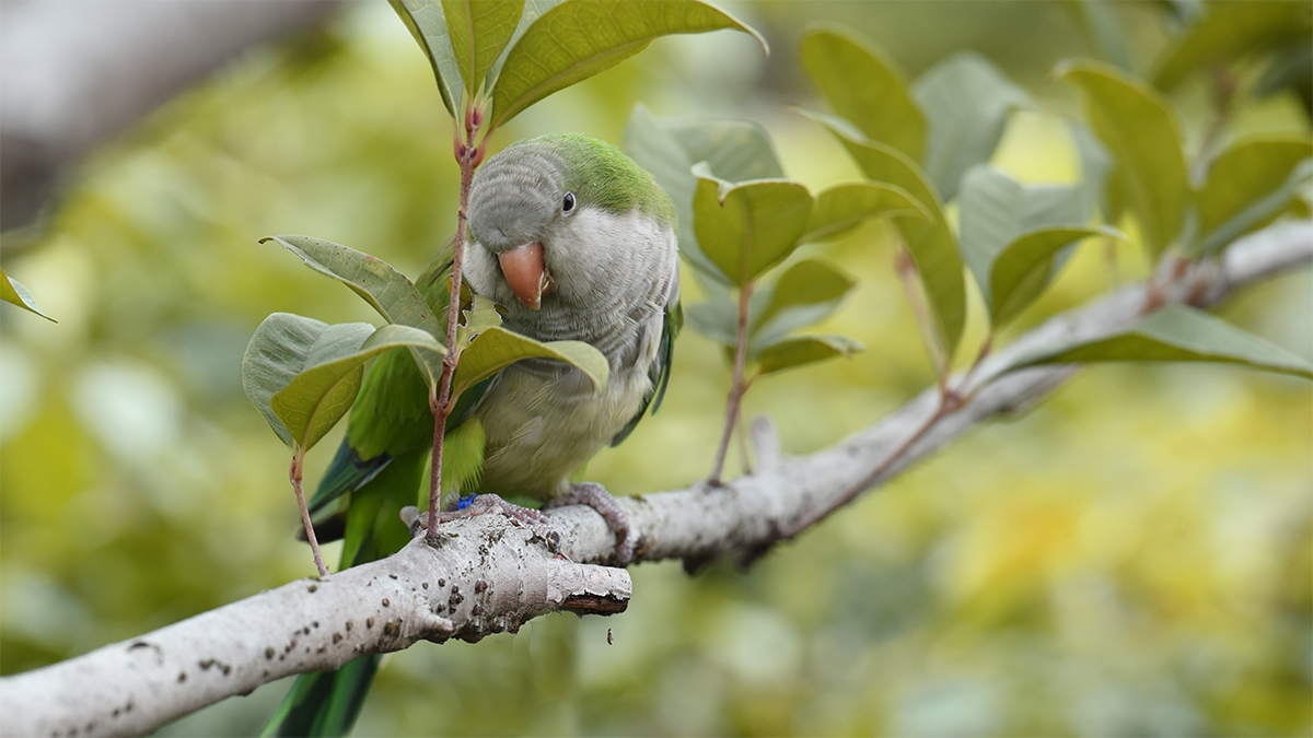 Bizarre parrot chromosomes